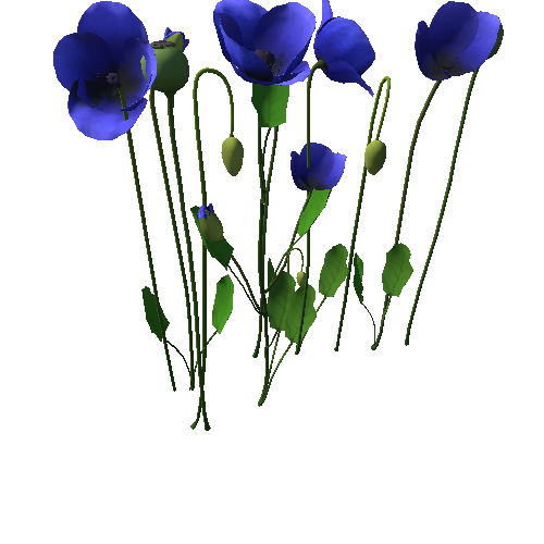 Papaveraceae flower_blue